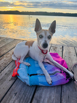 NR 2025 Adoptions (Jan-Dec 2025)