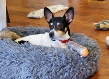 NR 2025 Adoptions (Jan-Dec 2025)