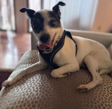 NR 2025 Adoptions (Jan-Dec 2025)