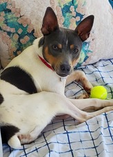 NR 2025 Adoptions (Jan-Dec 2025)