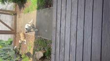 Enlarge MOV 11