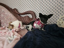 Enlarge photo 2