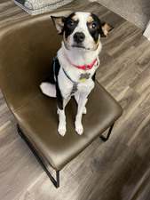 Remy f.k.a. Rat-Tat-Tat