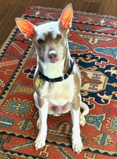 Taffy (Far North Idaho)