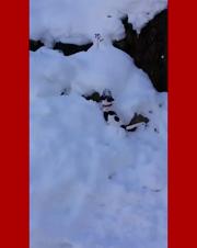 Enlarge MPEG4 7