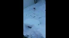 Enlarge MPEG4 8