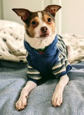 NR 2026 Adoptions (Jan-Dec 2026)