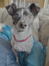 NR 2026 Adoptions (Jan-Dec 2026)