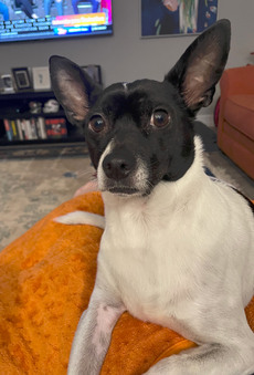 NR 2026 Adoptions (Jan-Dec 2026)