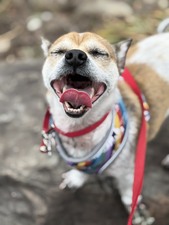 NR 2026 Adoptions (Jan-Dec 2026)