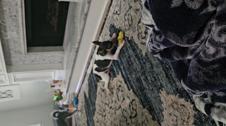 Enlarge MPEG4 11