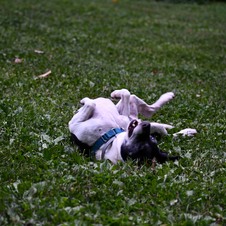 Enlarge photo 5