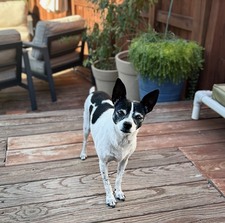 Millie