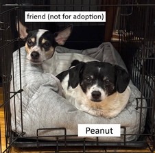 Peanut