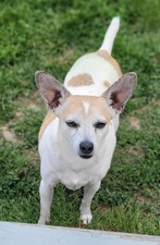 Petey - Piney River, VA