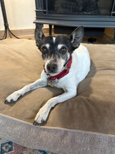 Sybil