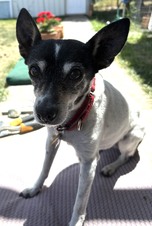 Sybil
