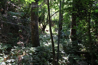 Enlarge photo 74