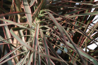Enlarge photo 108