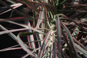 Enlarge photo 109
