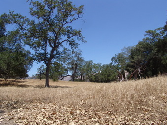 100 ACRE WOODS
