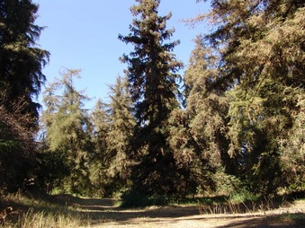 GRIFFITH PARK