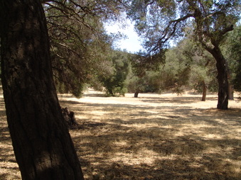VENTURA FARMS