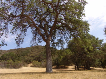 AREA 2