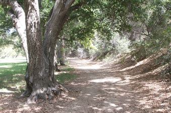 Disney Ranch-The Woods