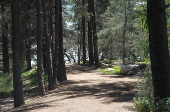 Griffith Park-Cedar Grove