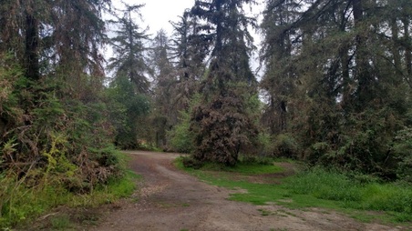 Griffith Park Redwoods - UPDATED