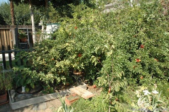 Enlarge photo 96