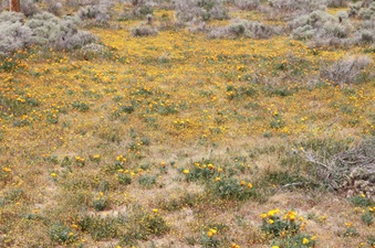 Enlarge photo 34