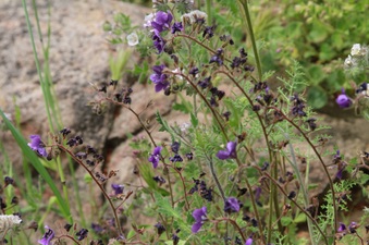 Enlarge photo 61
