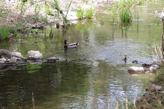 Enlarge photo 73