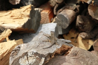 Enlarge photo 103