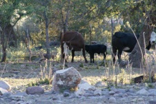 2010 05 26 Mineral Creek Life