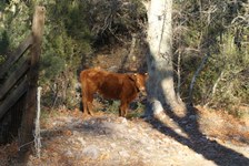 Enlarge photo 42