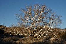 Enlarge photo 54