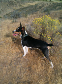 Enlarge photo 3