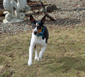 Clan Clark's Reggie