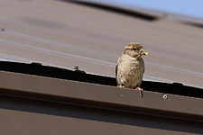 Enlarge photo 132