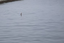 Enlarge photo 73