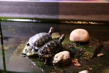 Enlarge photo 6