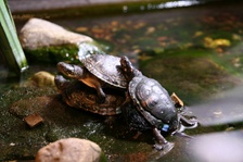 Enlarge photo 7