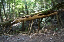 Enlarge photo 13