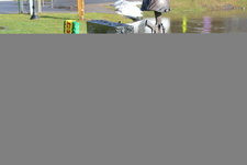 Enlarge photo 75