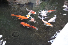 Enlarge photo 14