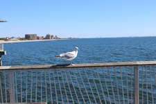 Enlarge photo 33