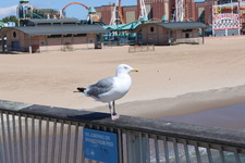Enlarge photo 37